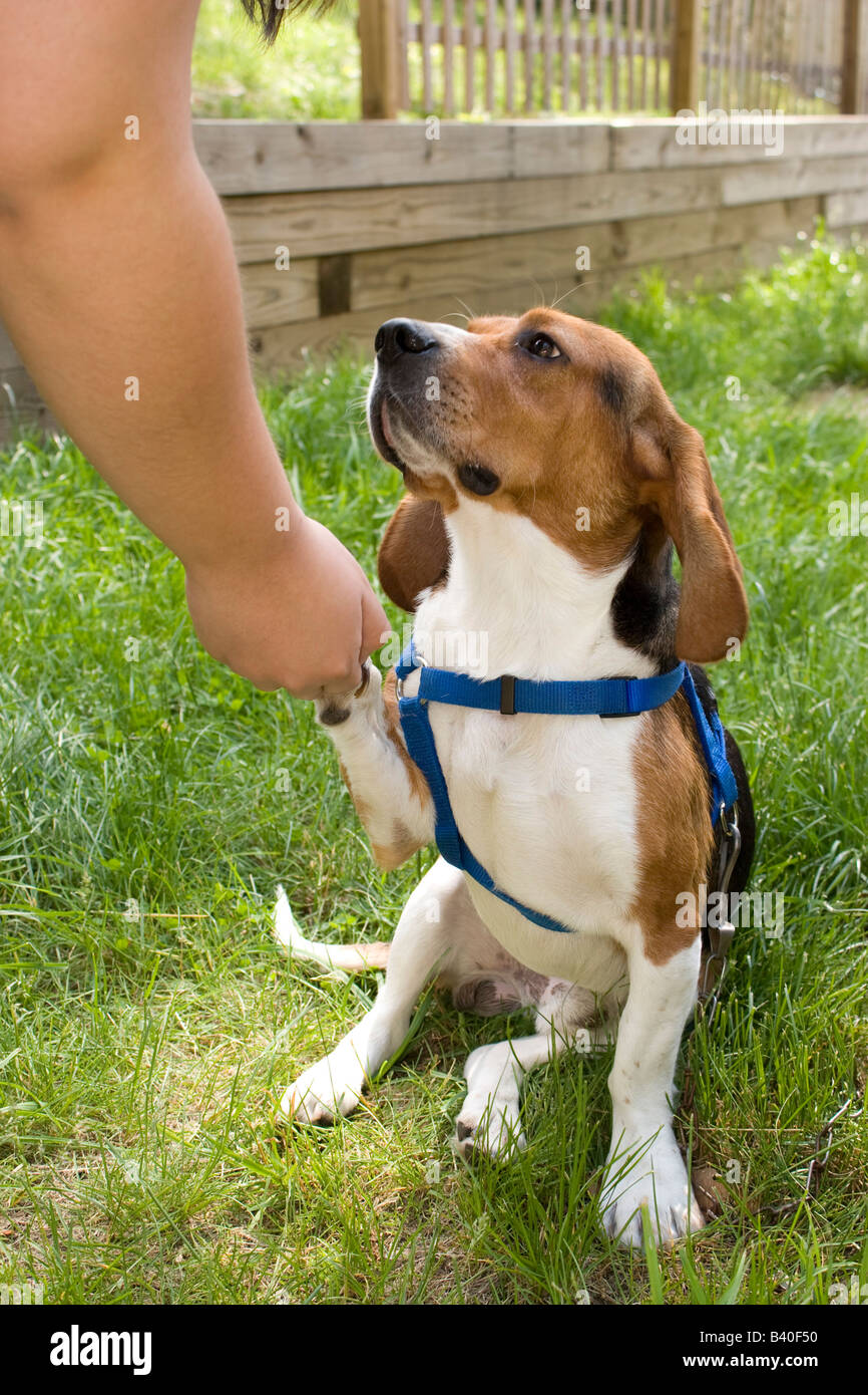 Un jeune chiot beagle donner sa patte Banque D'Images