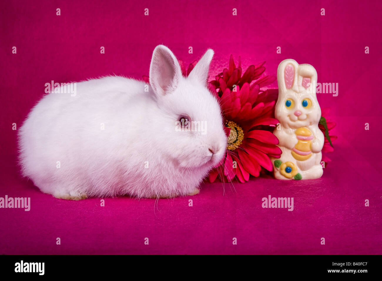Mignon Bebe Blanc Netherland Paques Lapin Nain Sur Fond Rose Chaud Avec Des Bonbons Au Chocolat Blanc Lapin De Paques Photo Stock Alamy