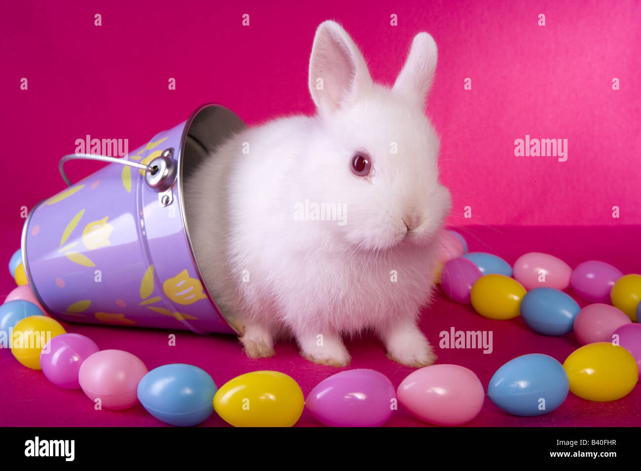 Mignon Bebe Blanc Netherland Paques Lapin Nain Sur Fond Rose Chaud En Violet Avec String D œufs De Paques Photo Stock Alamy