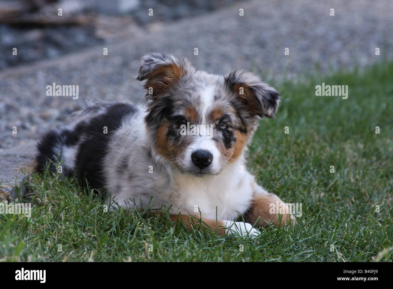 Un Mignon Chiot Berger Australien Avec Deux Yeux De Couleur Differente Ressemble A L Appareil Photo Avec Curiosite Photo Stock Alamy