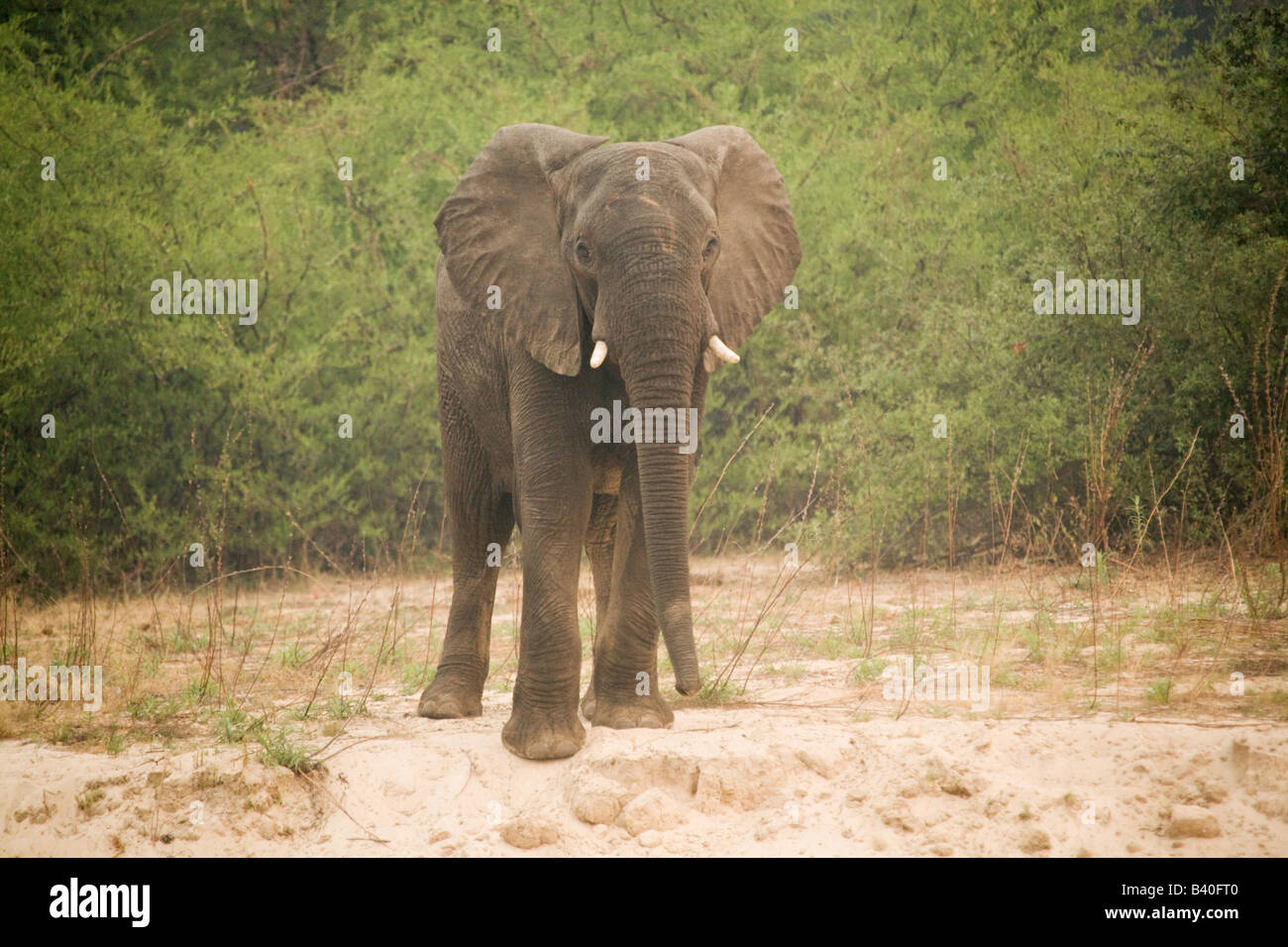 Mosi oa Tunya Elephant National Park, Livingstone Zambie Afrique du Sud Banque D'Images