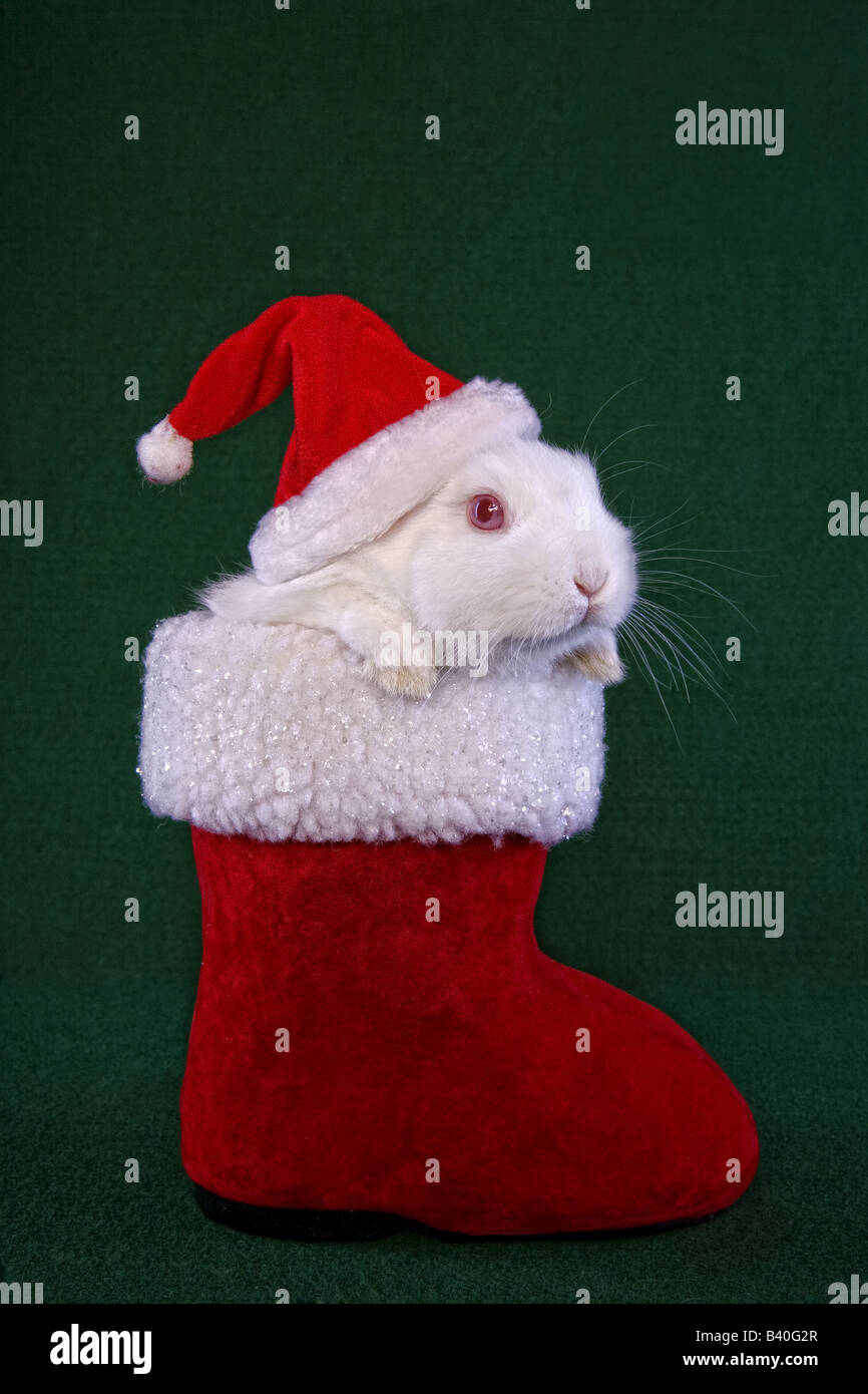 Lapin Nain Néerlandais blanc en rouge et blanc Noël bottes d'hat sur fond vert Banque D'Images