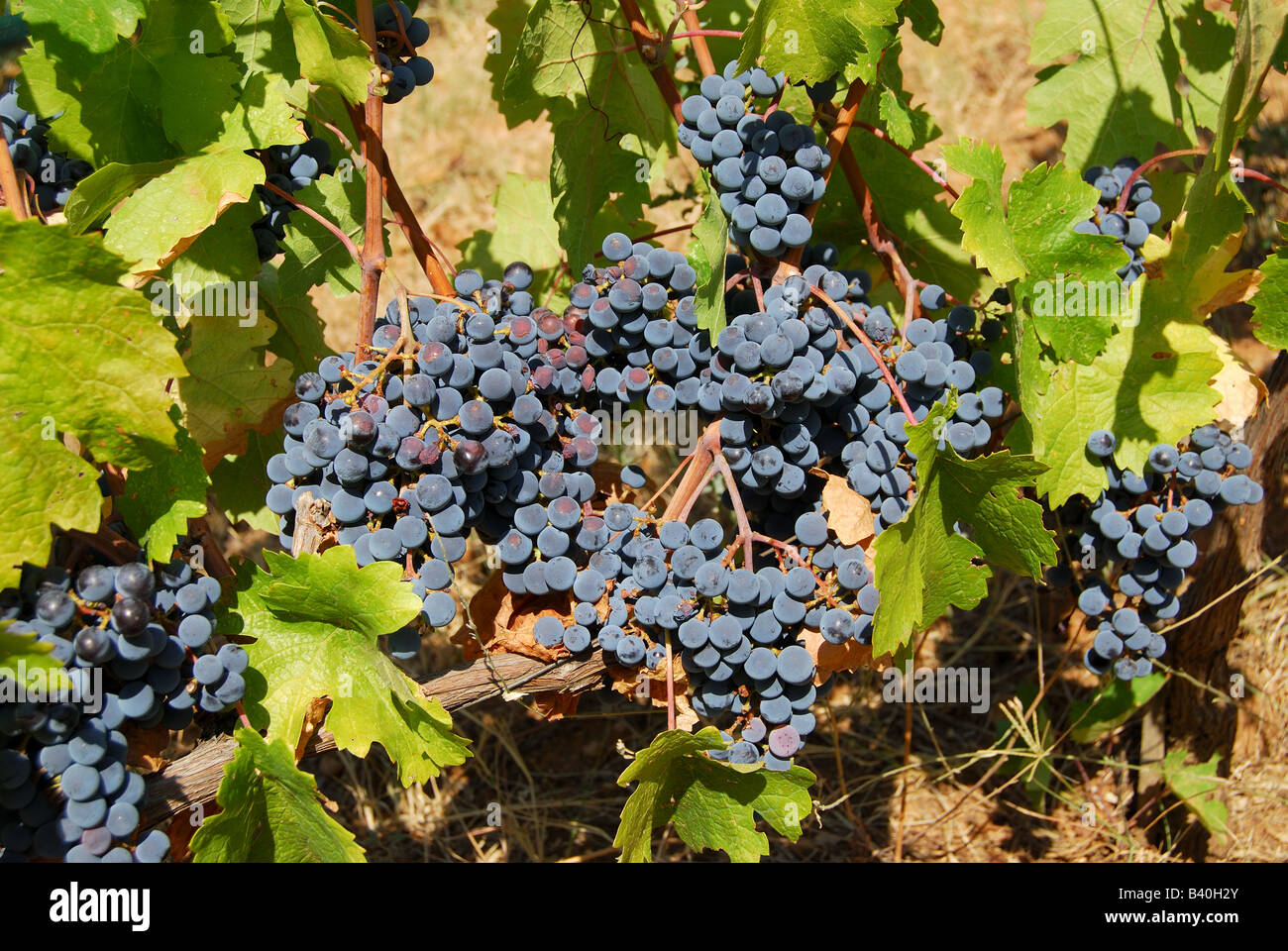 Avec les vignes de raisins rouges, Météores, Kalambaka, Trikala, Thessalie, Grèce Banque D'Images