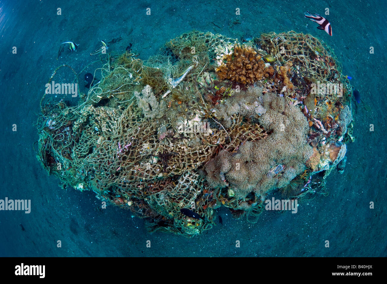 Les coraux et la vie marine lentement recycler et de transformer l'homme a fait les déchets et débris en petits récifs artificiels en Indonésie, Lembeh Banque D'Images