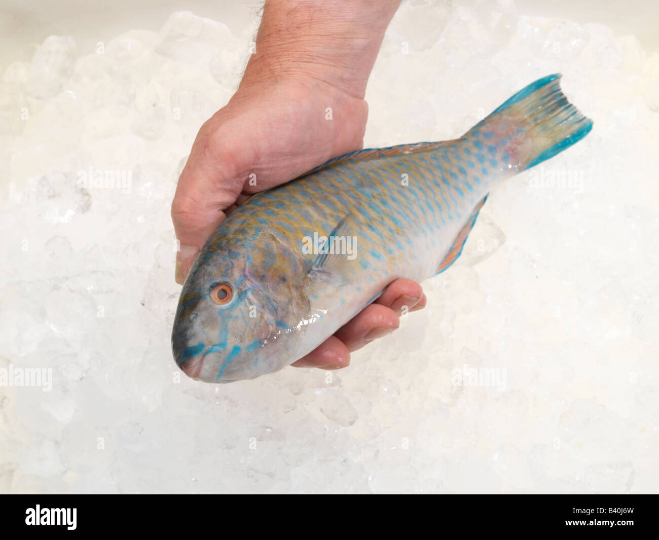 Main tenant un poisson perroquet sur un lit de glace Banque D'Images