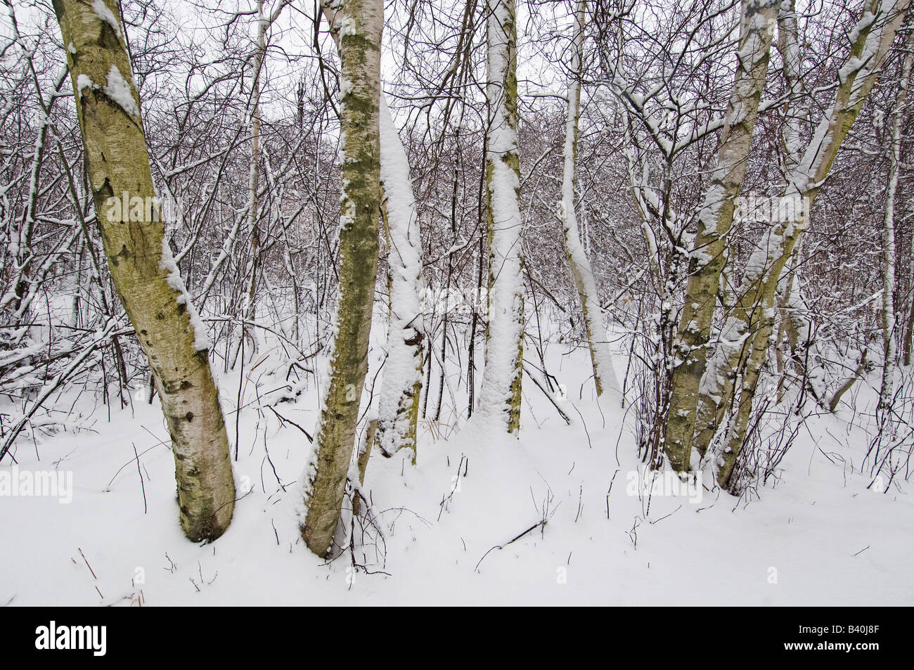 Bois de bouleau dans la neige Banque D'Images