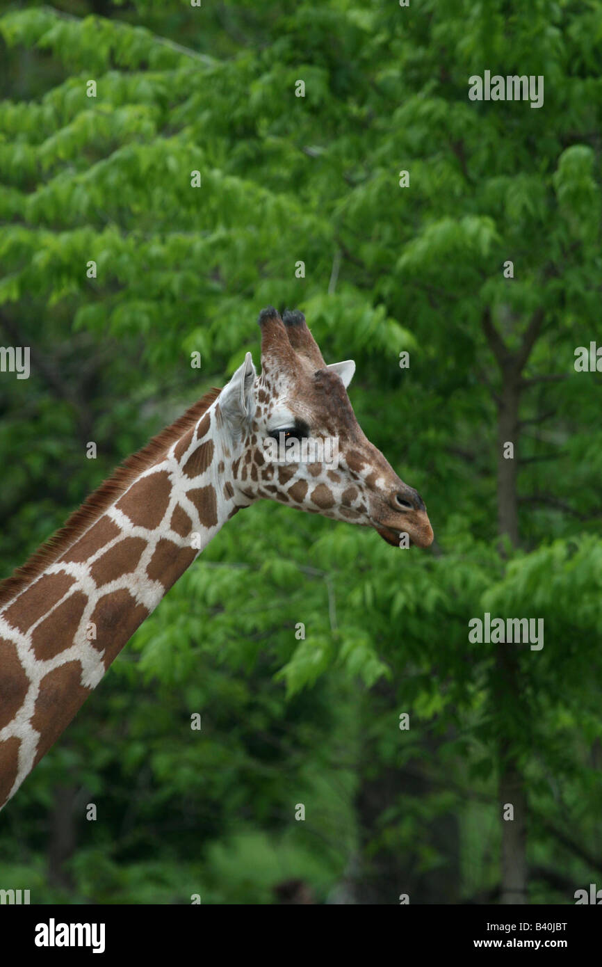 Une girafe au Zoo de Saint-Louis, pose sur un fond de verdure. Banque D'Images