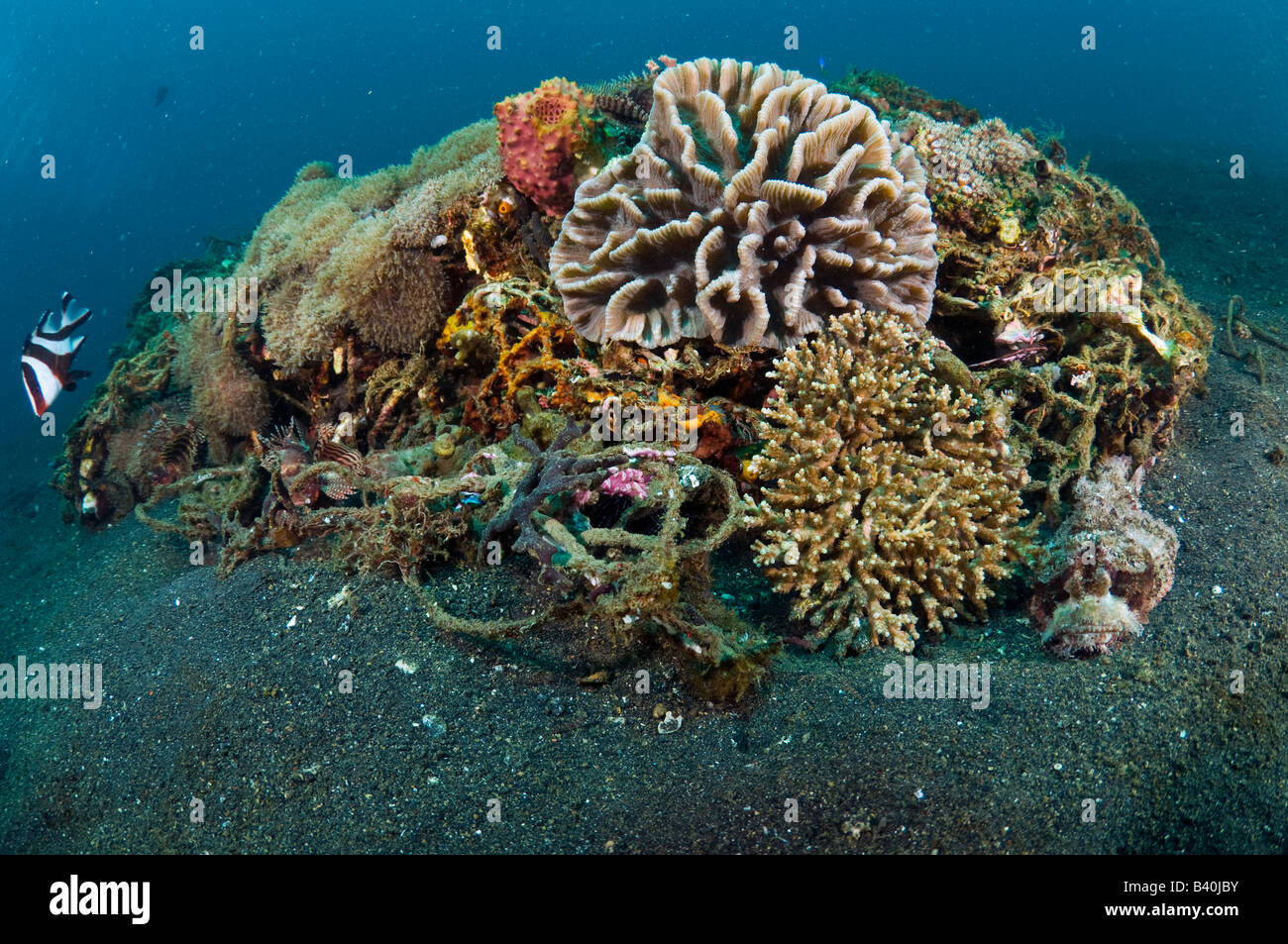 Les coraux et la vie marine lentement recycler et de transformer l'homme a fait les déchets et débris en petits récifs artificiels en Indonésie, Lembeh Banque D'Images