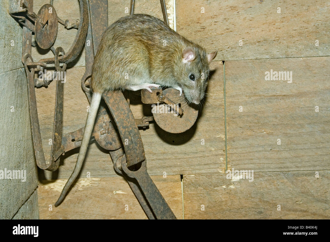 Rat surmulot Rattus norvegicus Zoo d'Oklahoma City Florida United States 26 août captif des muridés Adultes Banque D'Images