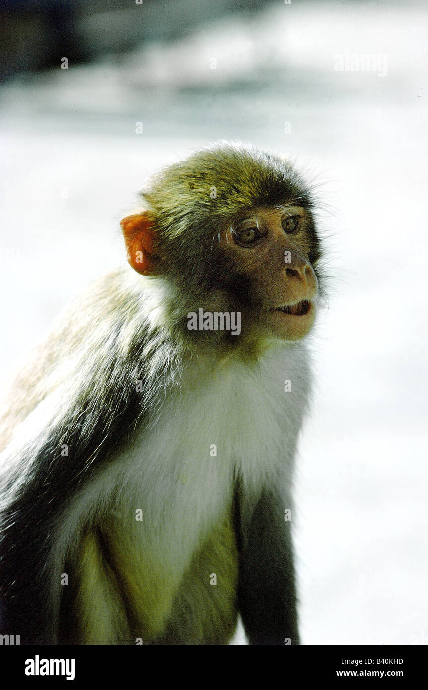 Zoologie / animaux, des mammifères, des singes, des mammifères / Gee's Golden Langur (Trachypithecus geei),, dans zone du temple, Katmandou (Népal),, Banque D'Images