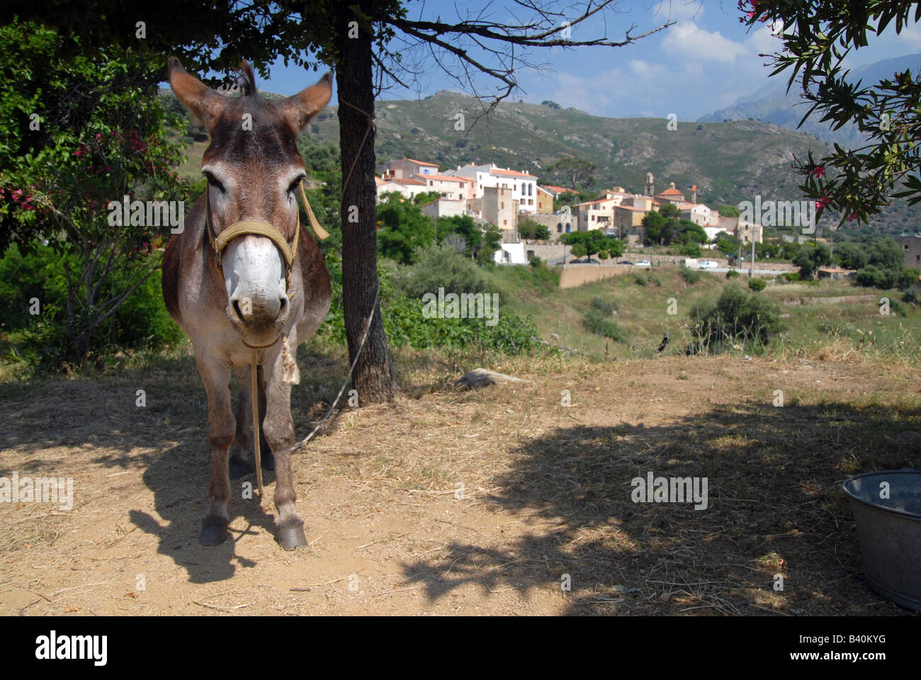 George l'âne dans le village de 20225 Corse France George entraîne le grind stone qui appuie sur l'olives à lo local Banque D'Images