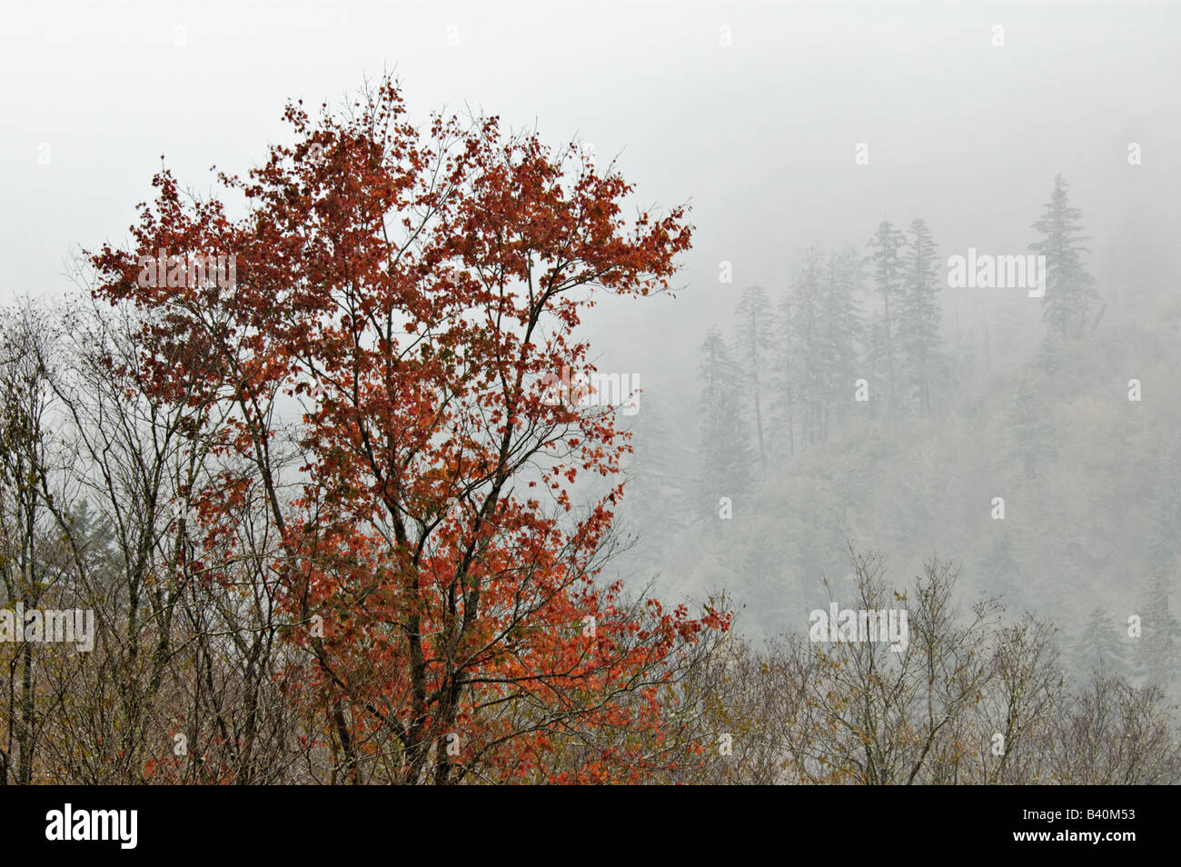La couleur en automne et le brouillard enveloppé d'arbres sur un lointain Ridge dans le Great Smoky Mountains National Park Utah Banque D'Images