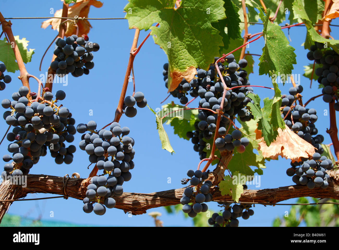 Vignes aux raisins rouges, Meteora, Kalampaka, Thessaly, Grèce Banque D'Images