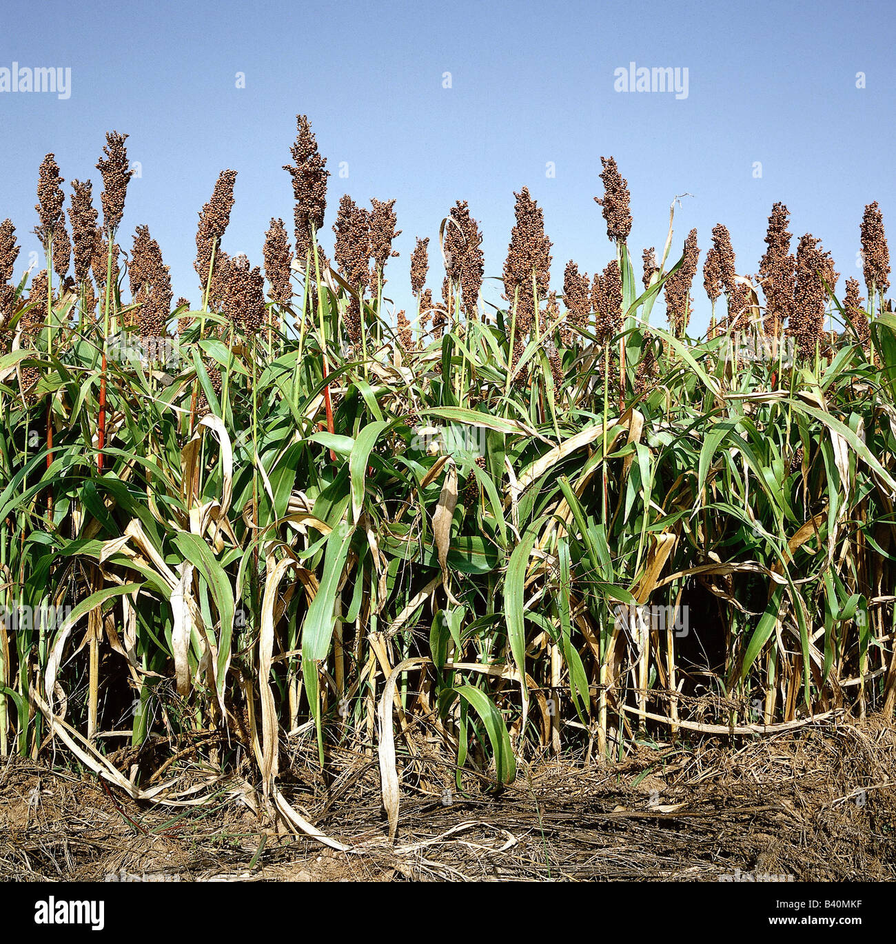 La botanique, les plantes agricoles, le mil, le millet, (Setaria