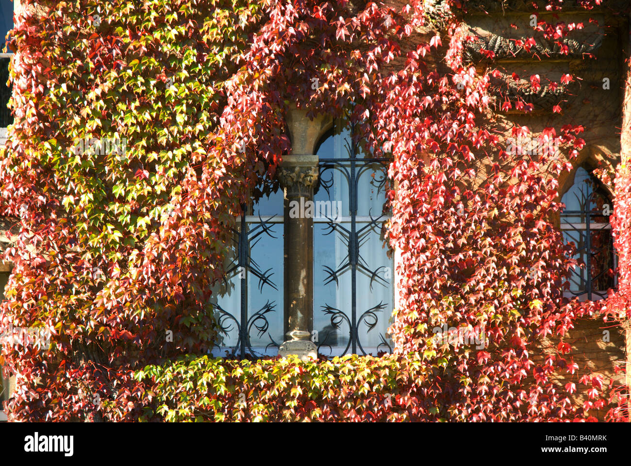 Les fenêtres extérieures du Christ Church College de vigne vierge en couleurs d'automne Banque D'Images