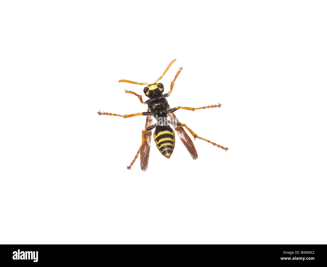 Un jeune bee isolated over a white background Banque D'Images