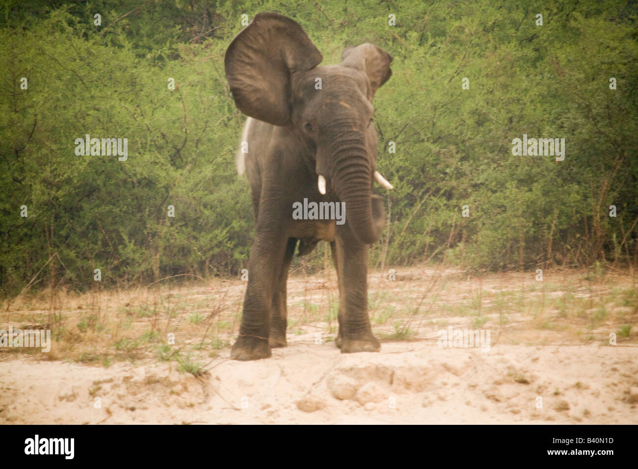 Mosi oa Tunya Elephant National Park, Livingstone Zambie Afrique du Sud Banque D'Images