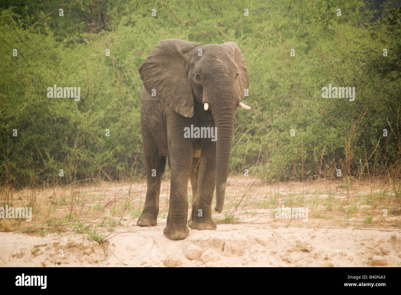 Mosi oa Tunya Elephant National Park, Livingstone Zambie Afrique du Sud Banque D'Images