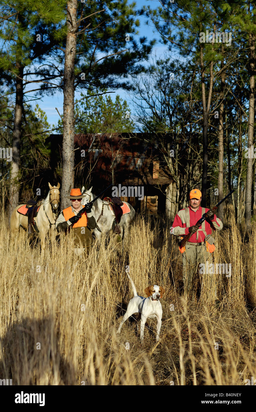 L'approche des chasseurs de cailles Pointer Anglais sur Point de la Géorgie de Piney Woods Banque D'Images