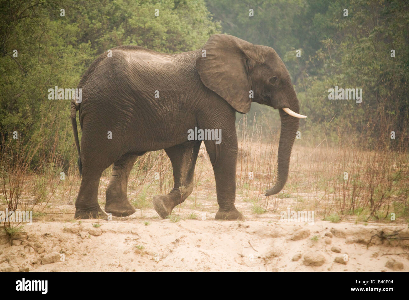 Mosi oa Tunya Elephant National Park, Livingstone Zambie Afrique du Sud Banque D'Images