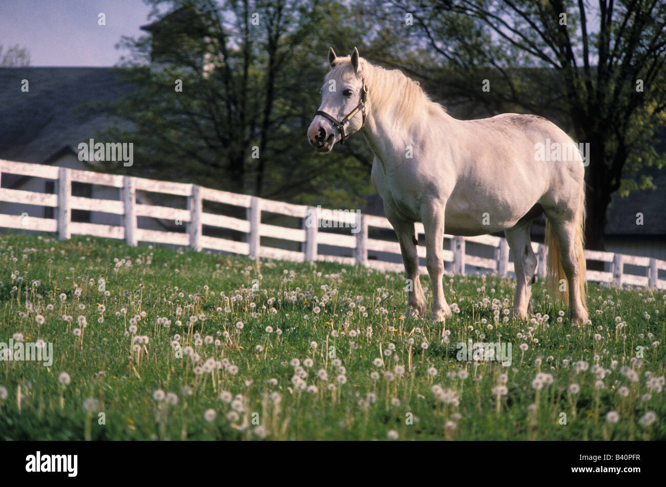 Cheval Blanc dans enceintes Paddock rempli de pissenlit au Kentucky Horse Park du Kentucky du comté de Fayette Banque D'Images