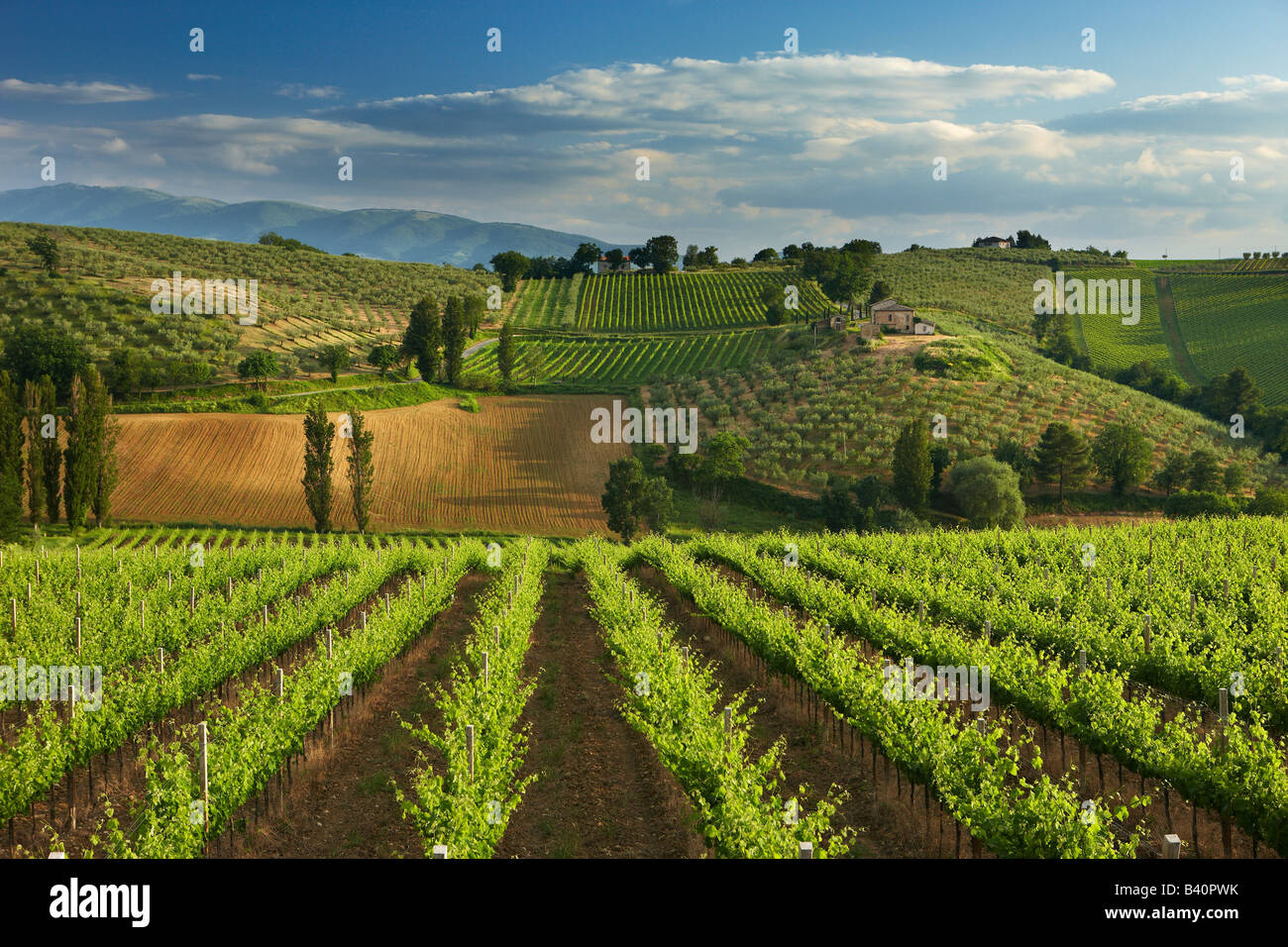 Un vignoble près de Montefalco, dans le Val di Spoleto, Ombrie, Italie Banque D'Images