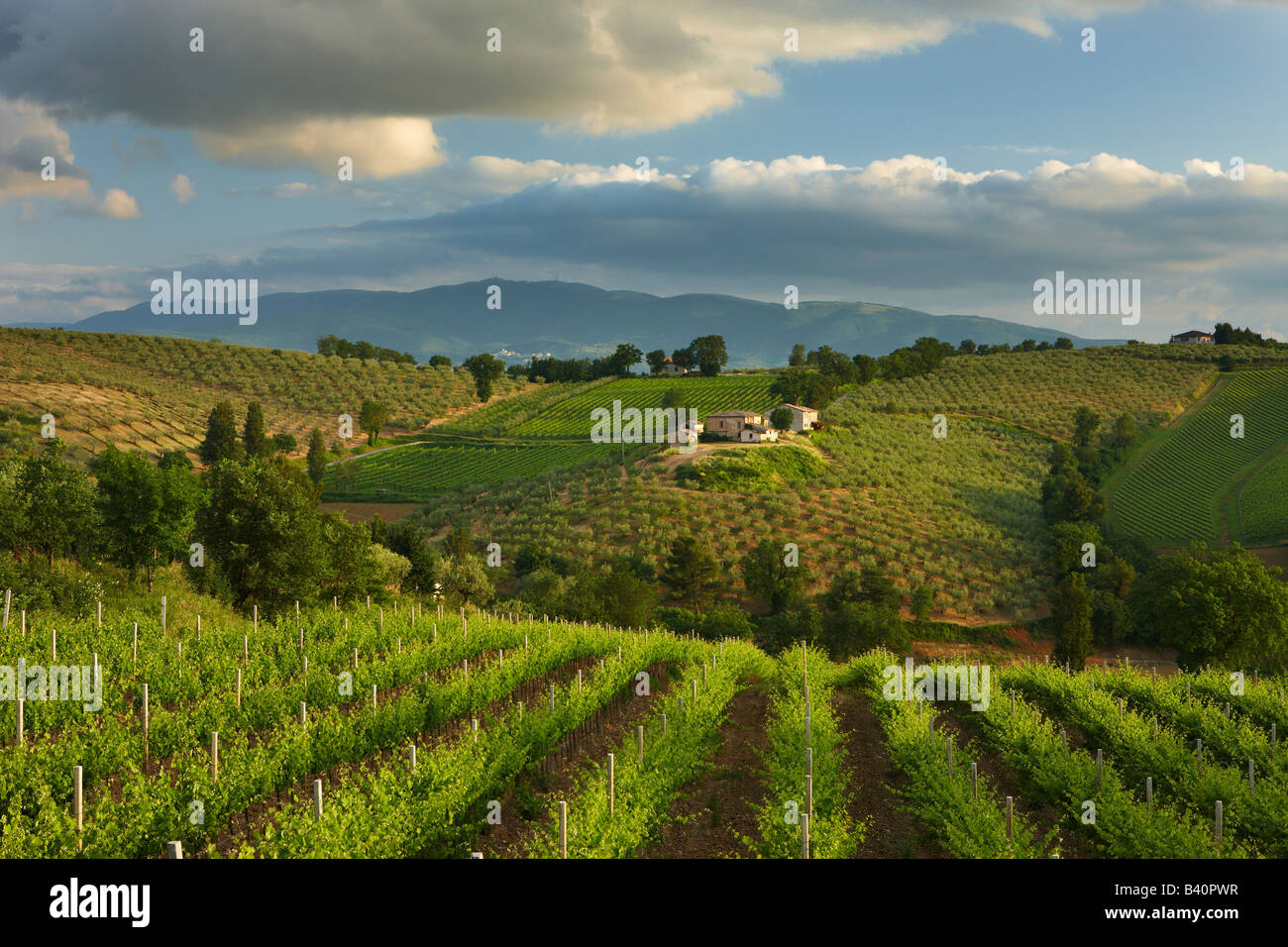 Un vignoble près de Montefalco, dans le Val di Spoleto, Ombrie, Italie Banque D'Images