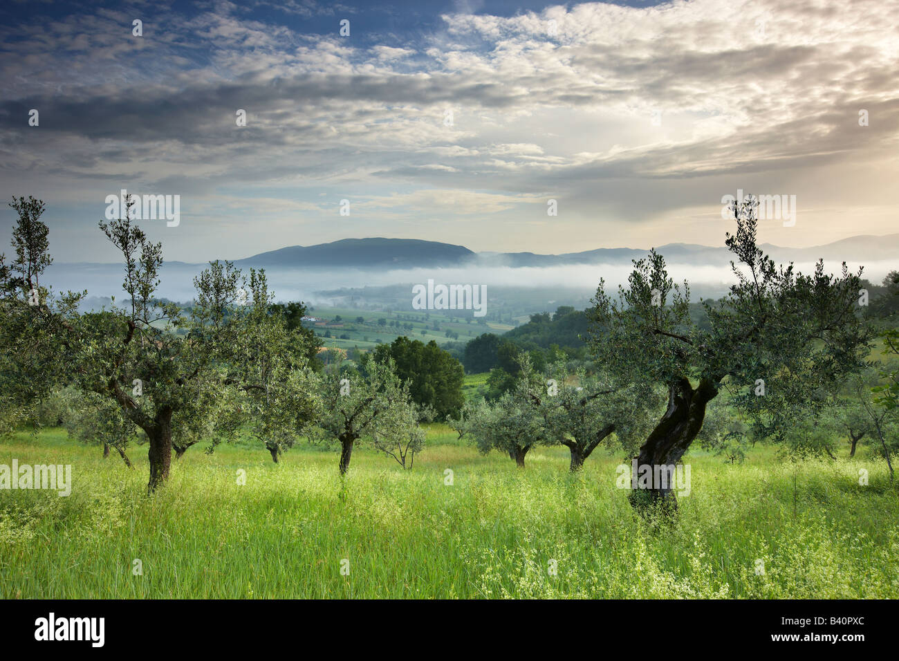 Une oliveraie près de Montefalco, Ombrie, Italie Banque D'Images