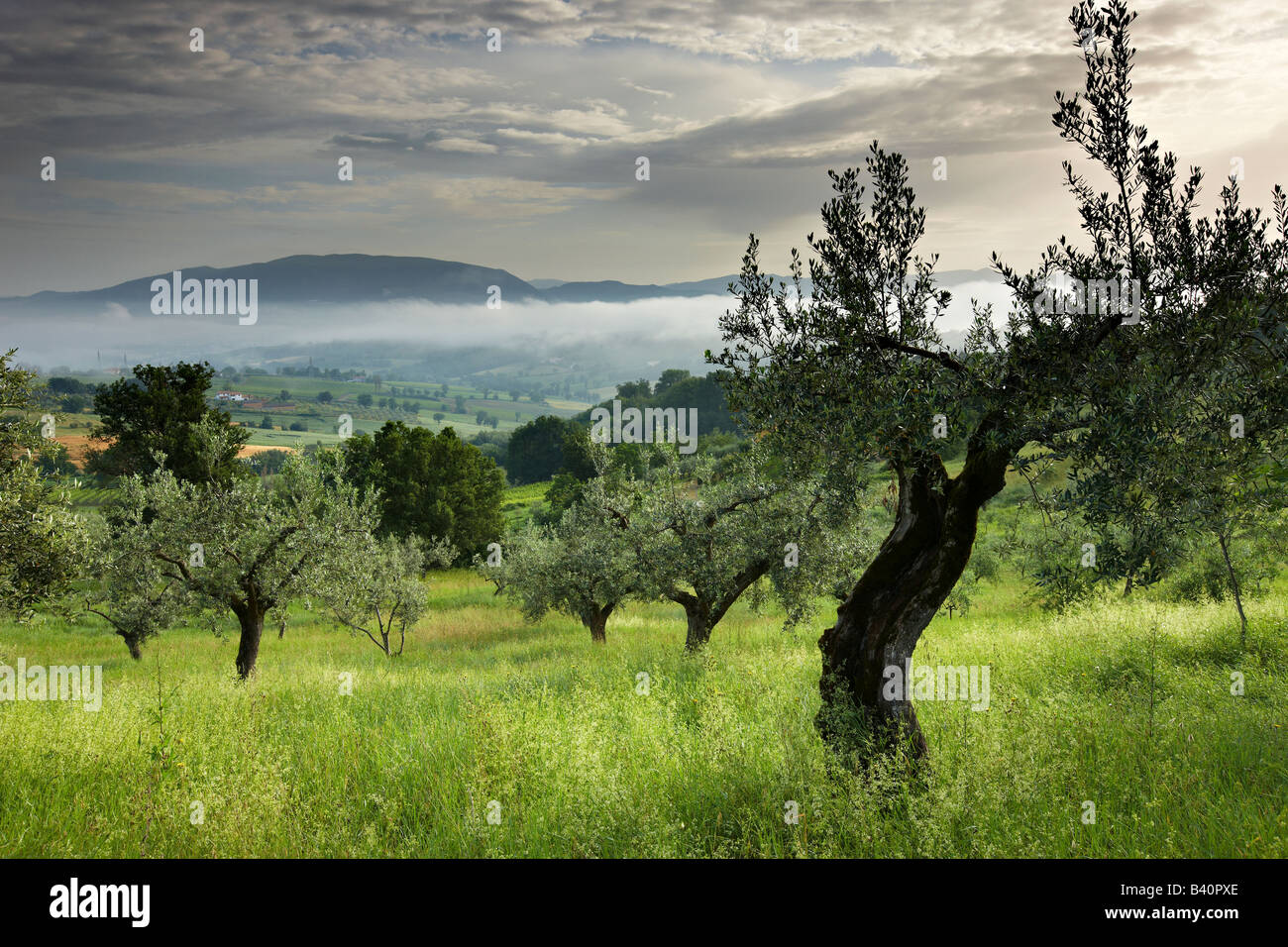 Une oliveraie près de Montefalco, Ombrie, Italie Banque D'Images