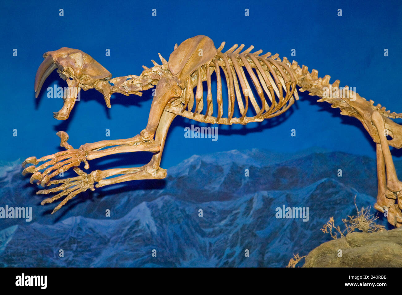 Squelette d'un fossile de tigre à dents de sabre Banque D'Images