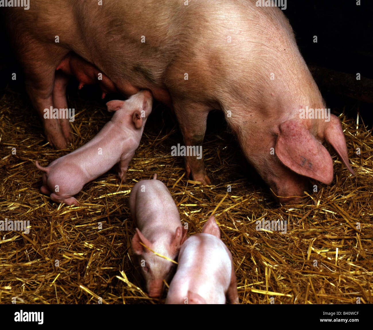 Zoologie / animaux, Mammifères Mammifères /, les porcs, les porcs domestiques, semer avec trois porcelets dans la paille, la distribution : dans le monde entier, Sus scrofa Banque D'Images