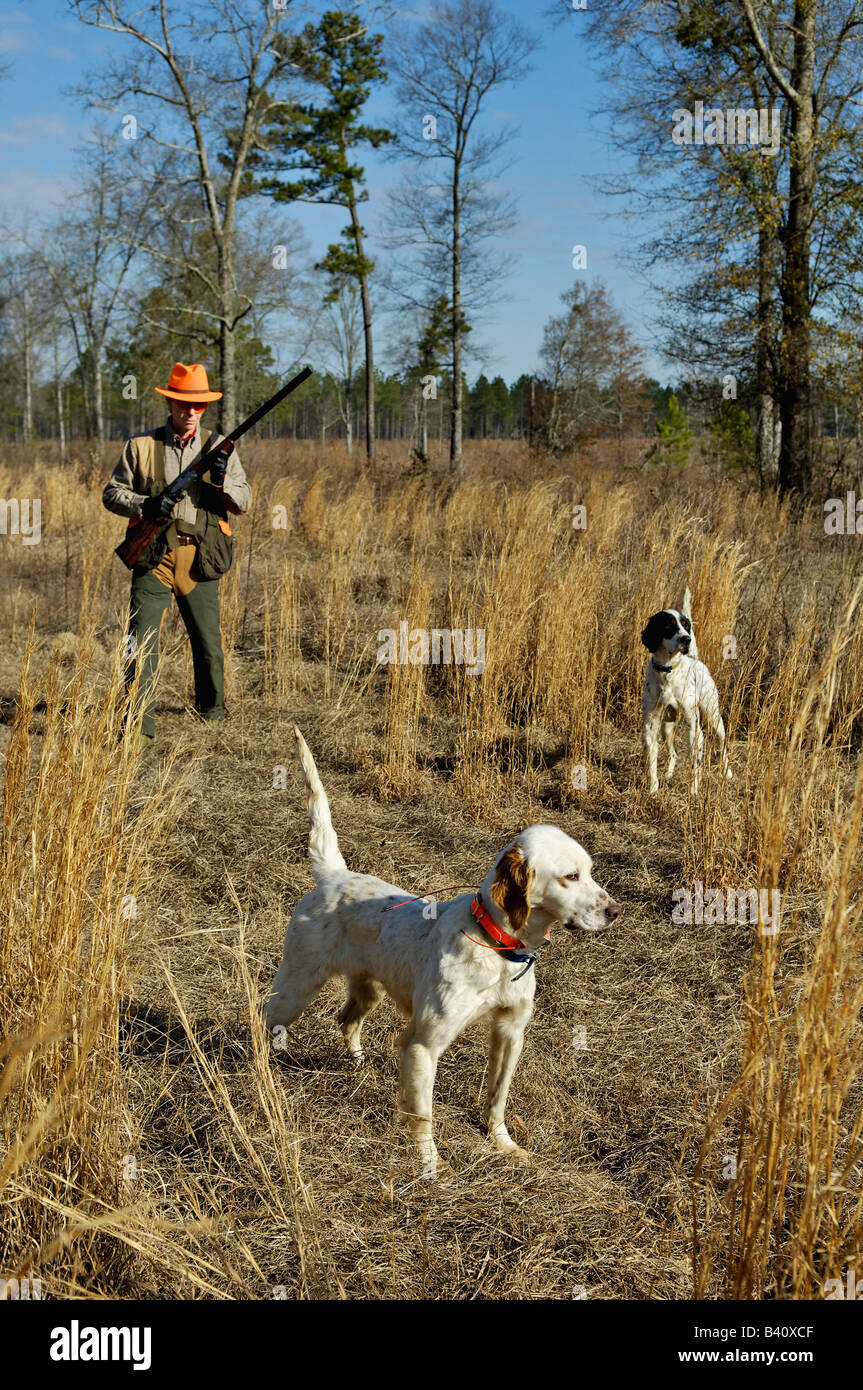 Setter anglais tandis qu'un autre point sur le dos de l'unité photo Point avec Hunter Approche par derrière dans le Piney Woods de la Géorgie Banque D'Images