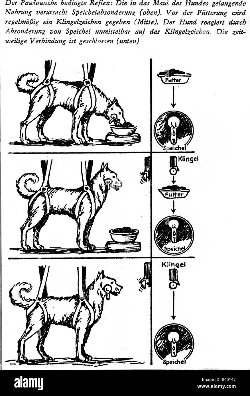 Pawlow, Iwan, 14.1.1849 - 27.2.1936, physiologiste russe, arrangement d'essai, chien de Pavlov, dessin, chien, expérimentation animale, réflexe, conditionnement, Ivan, Pavlov, recherche, science, apprentissage, série d'expériences, impulsion, comportement, Banque D'Images
