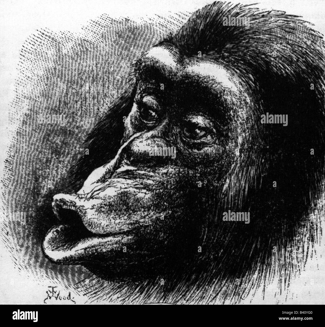 Darwin, Charles Robert, 12.2.1809 - 19.4.1882, naturaliste britannique, dessin d'un singe de 'l'expression des émotions chez l'homme et les animaux', 1872, chimpanzé, grincheux, Banque D'Images