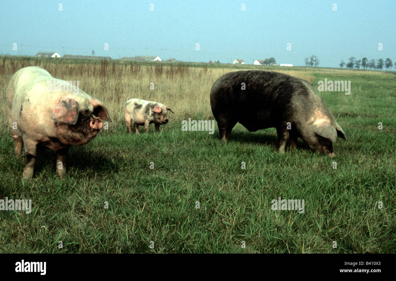 Zoologie / animaux, Mammifères Mammifères /, les porcs, les porcs domestiques, trois cochons standing in meadow, la Hongrie, la distribution : dans le monde entier, Sus Banque D'Images