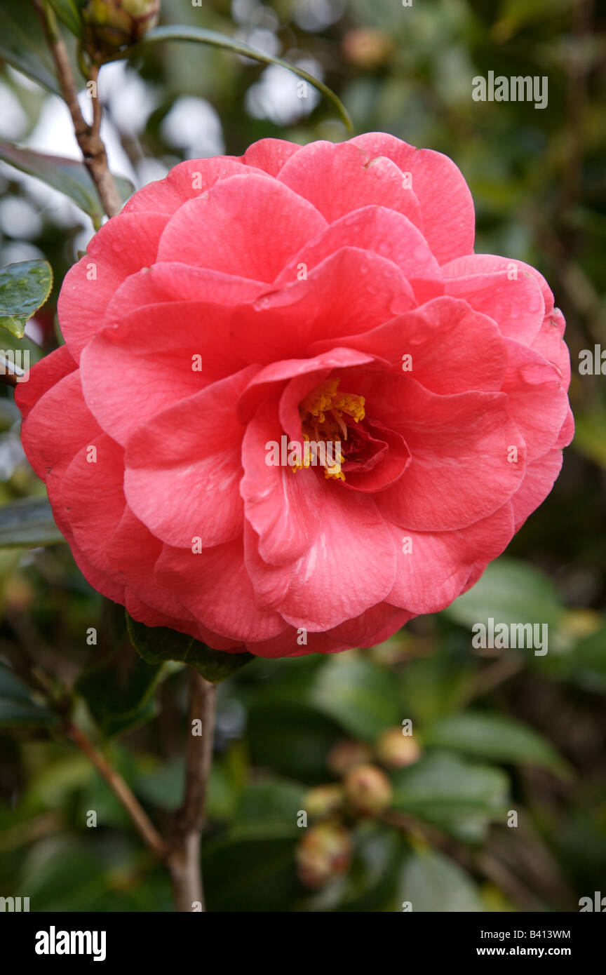 Camellia japonica fleur, c'est un cultivar. Banque D'Images
