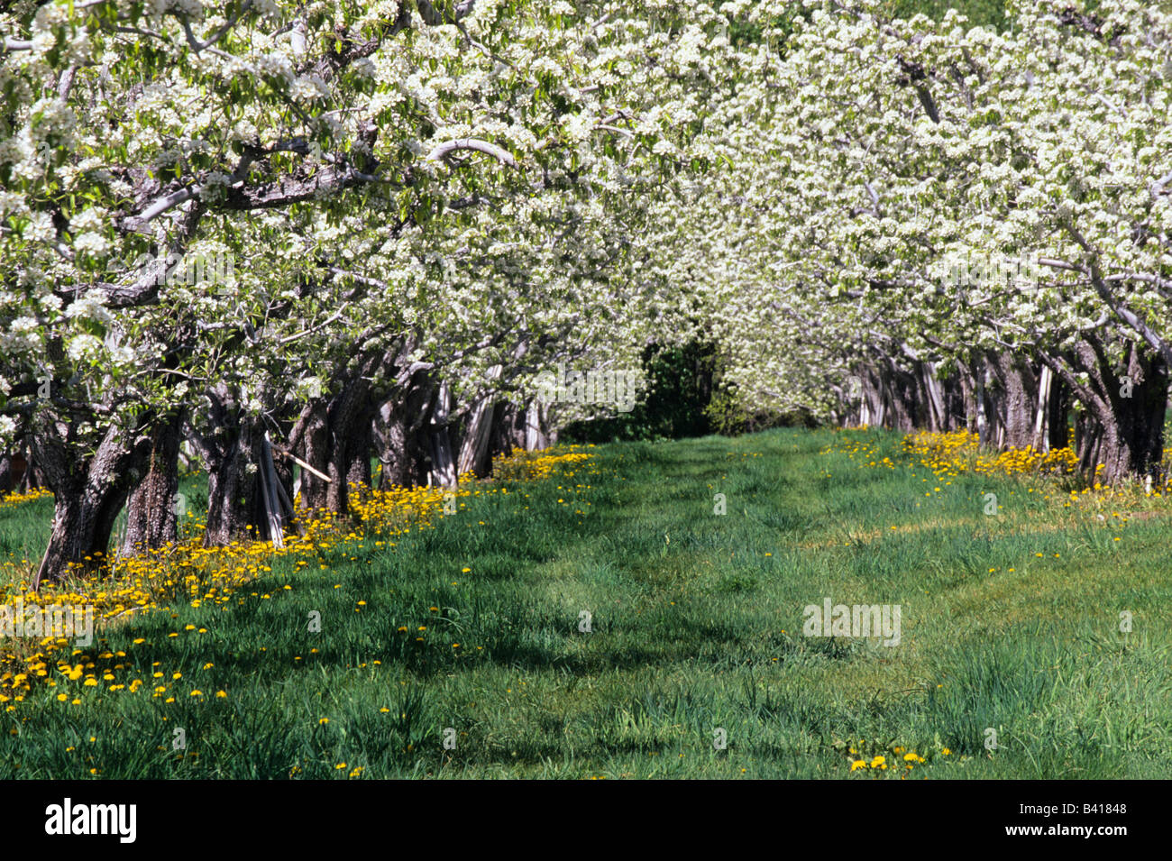 WA, Twisp, Verger en fleur dans la vallée Methow Banque D'Images