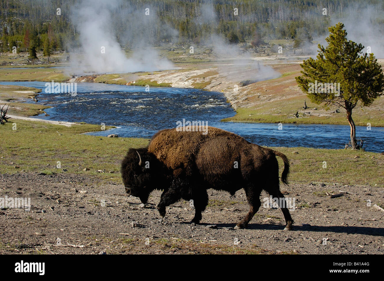 Le bison d'Amérique (Bison bison) Le Parc National de Yellowstone au Wyoming. USA Banque D'Images