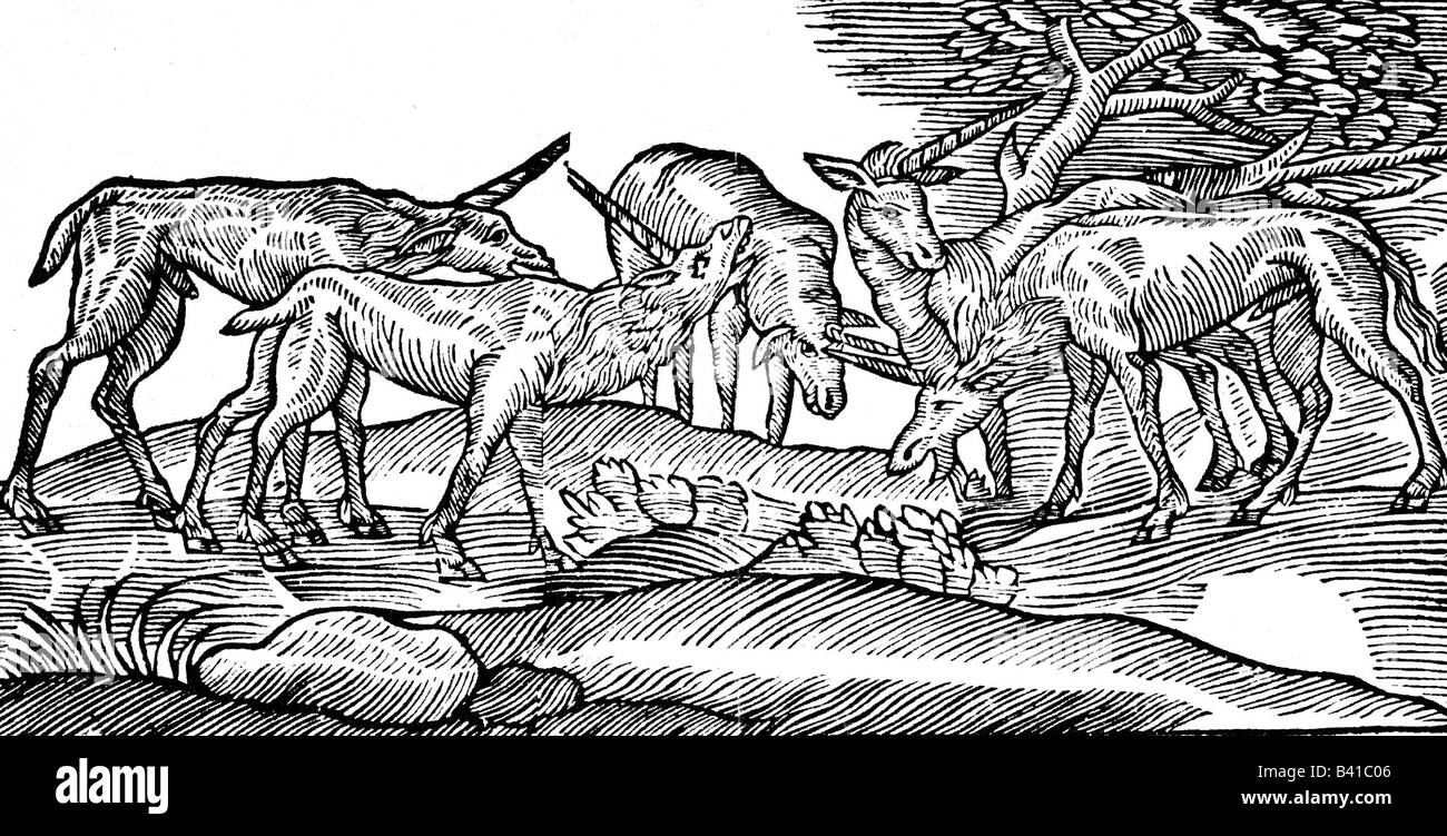 Superstition, créatures mythiques, unicornes, boisés, 'Historia animalium' par Conrad Gesner, premier volume, 'Quadrupedes vivivipares', 1551, , Banque D'Images