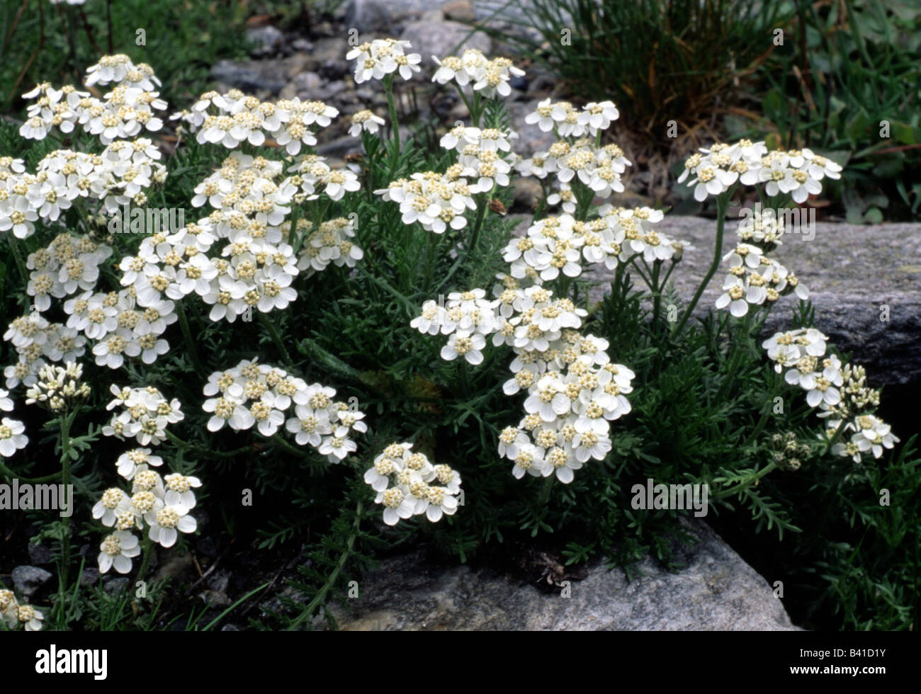 La botanique, l'Achillea, (Achillea), l'achillée millefeuille (Achillea, Musk moschata), à fleurs blanches, pousse, s'épanouir, fleurir, floraison, Liens Banque D'Images
