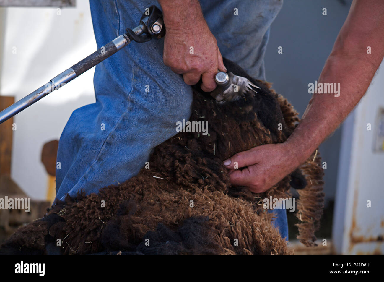 Tonte de moutons à Salmon Arm Fall Fair festival 2008, British Columbia, Canada Banque D'Images