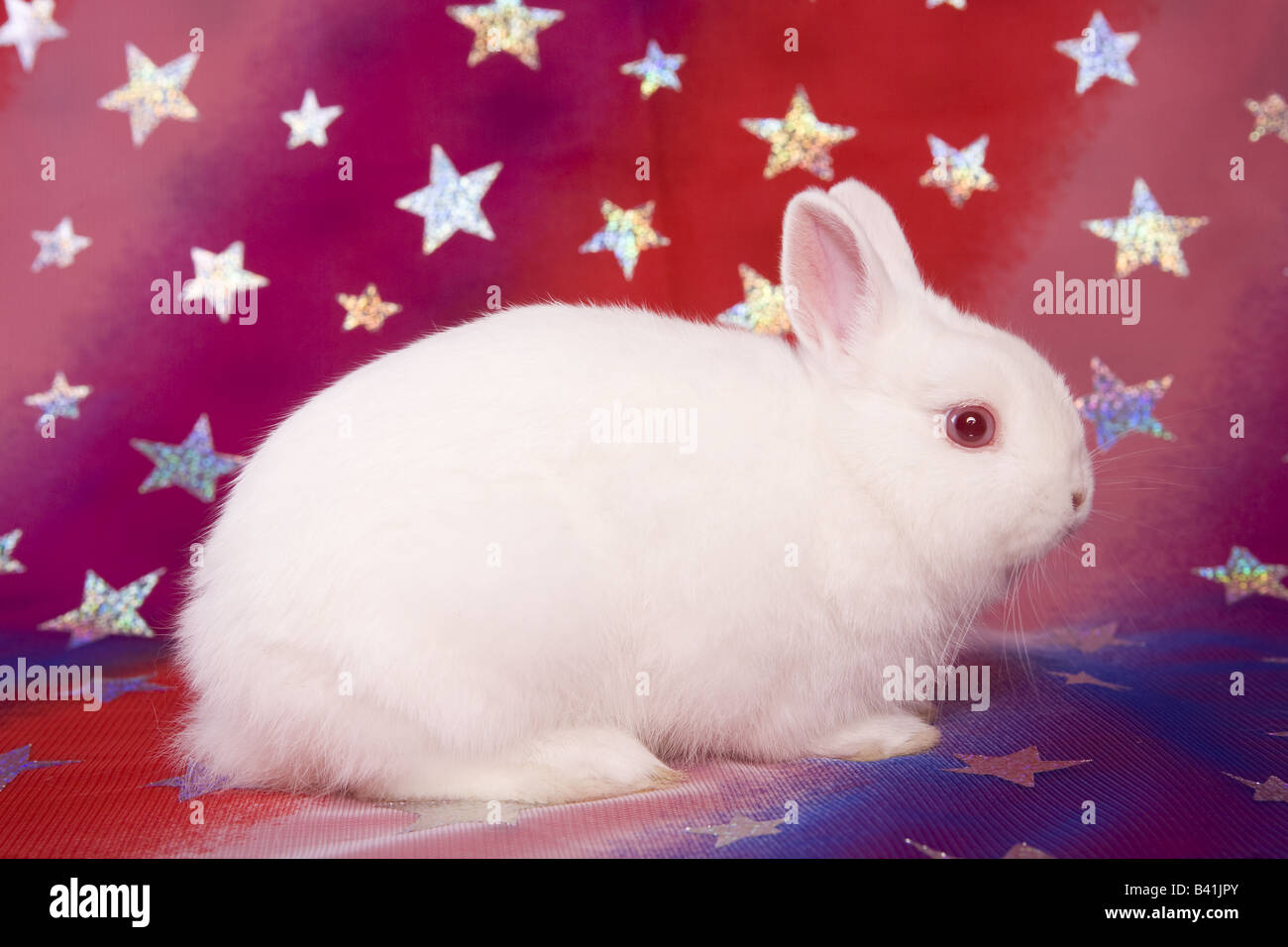 Blanche patriotique de Lapin Nain Néerlandais sur rouge blanc et bleu avec des étoiles baclground Banque D'Images