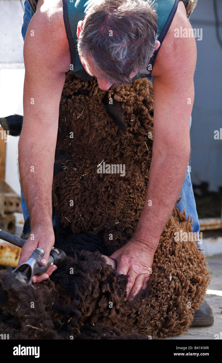 Tonte de moutons à Salmon Arm Fall Fair festival 2008, British Columbia, Canada Banque D'Images
