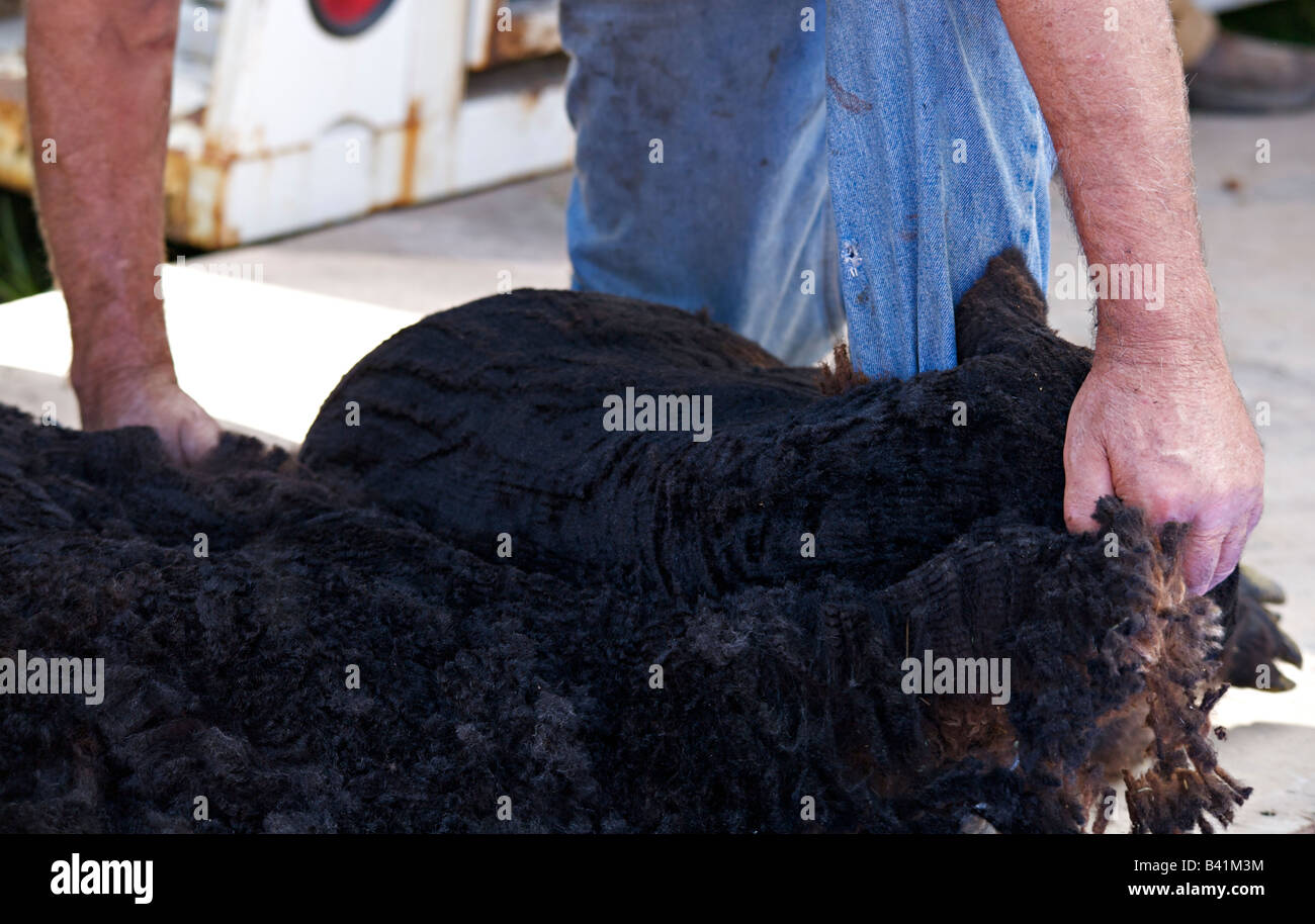 Tonte de moutons à Salmon Arm Fall Fair festival 2008, British Columbia, Canada Banque D'Images