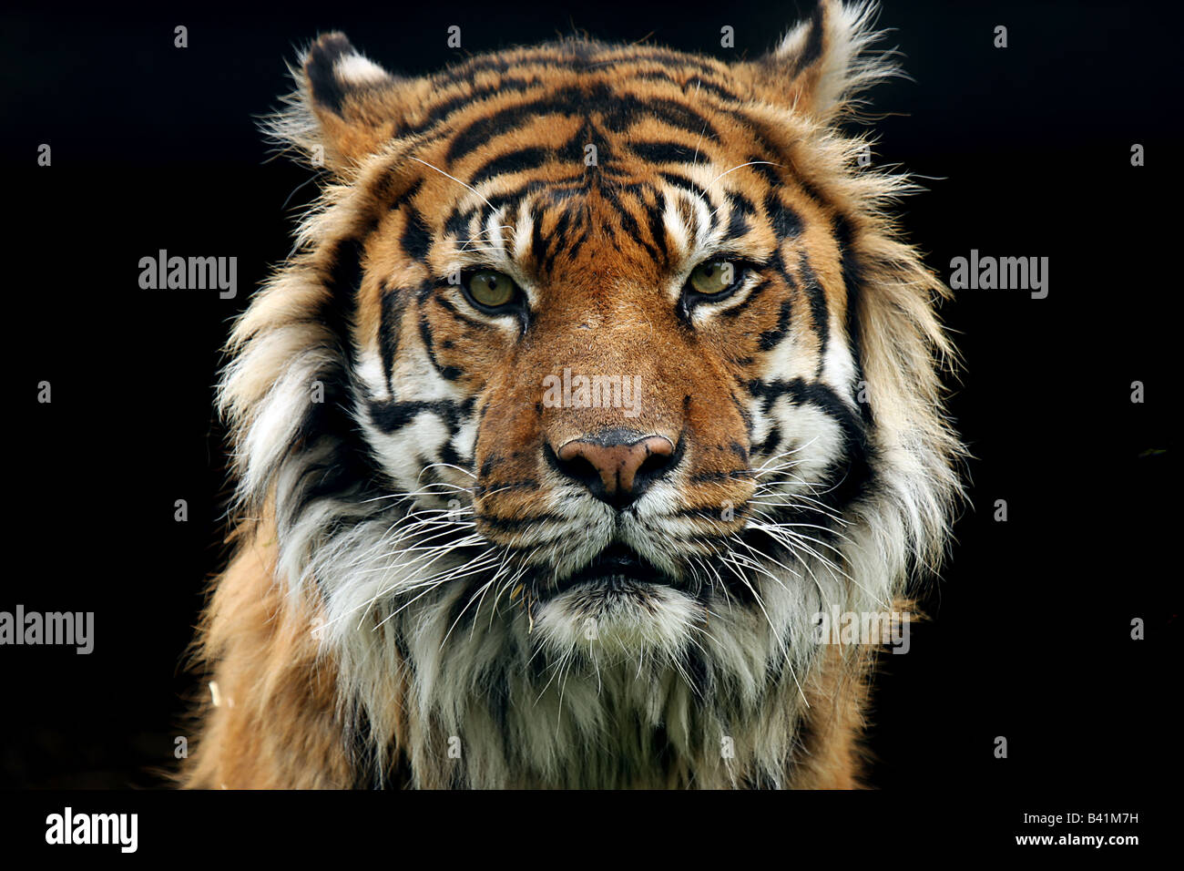 Tigre de Sumatra à regarder la caméra. Banque D'Images