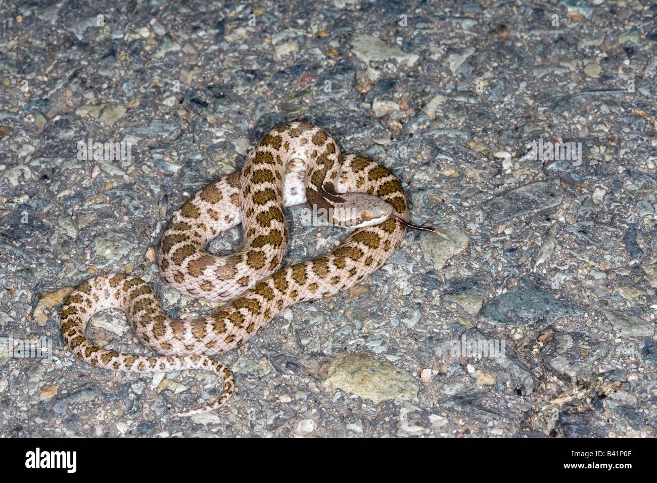 Hypsiglena torquata Couleuvre nocturne Animas Canada Nouveau Mexique États-Unis 18 août Colubridés Adultes Banque D'Images