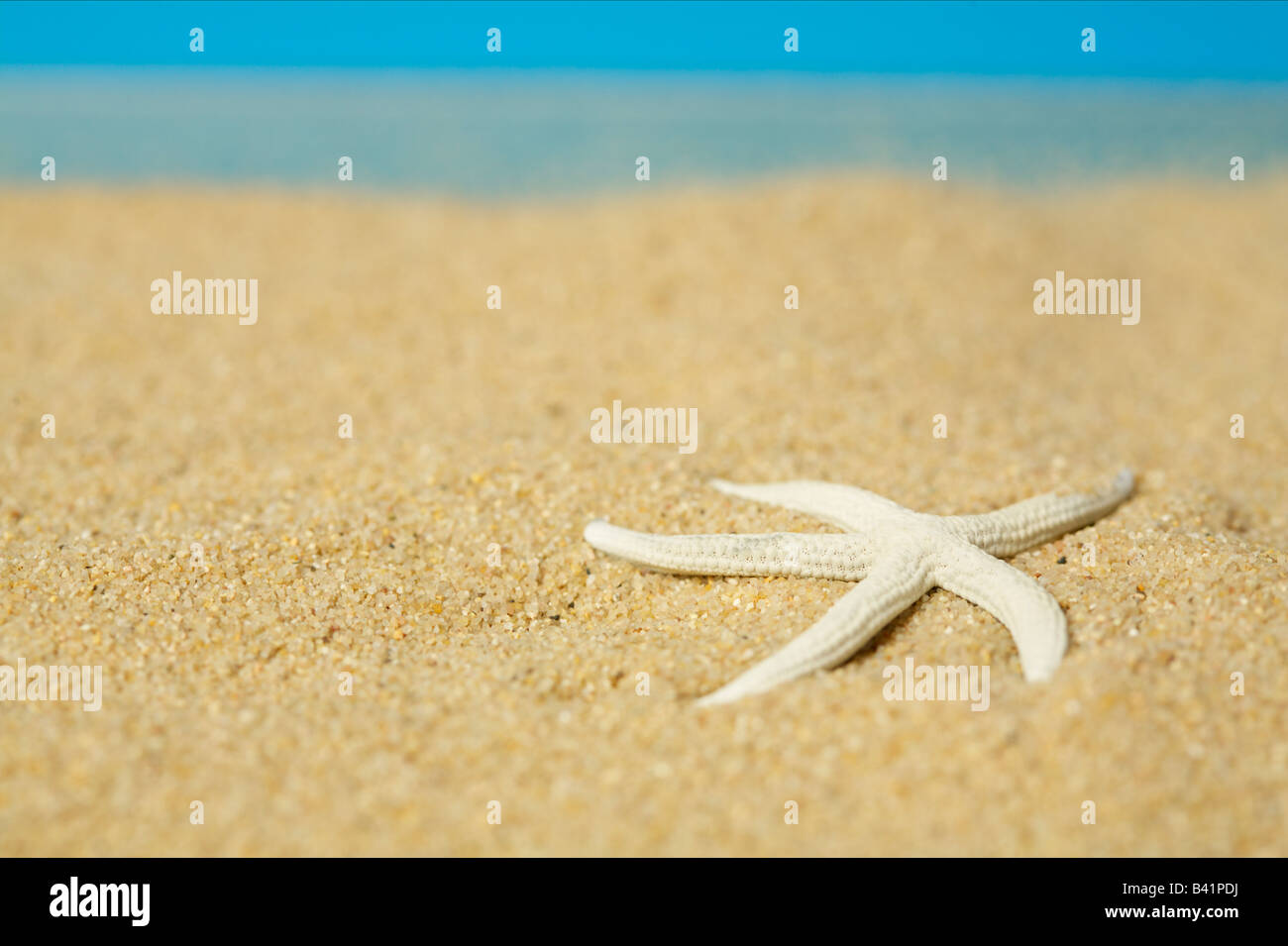 Sea Star couché dans le sable Banque D'Images