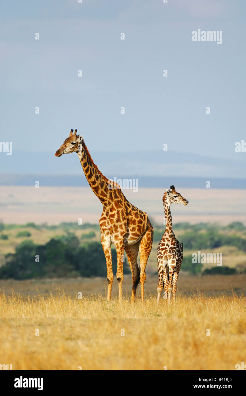 Le Masai Giraffe Giraffa camelopardalis tippelskirchi avec de jeunes femmes Masai Mara, Kenya, Afrique du Sud Banque D'Images