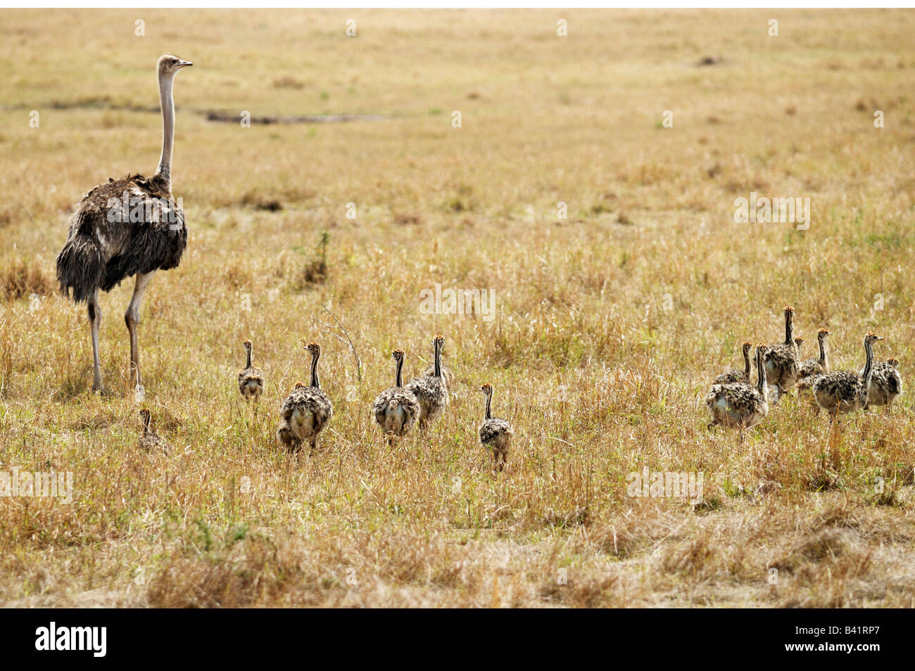 Autruche Struthio camelus mère avec les jeunes de l'Afrique Kenya Masai Mara Banque D'Images