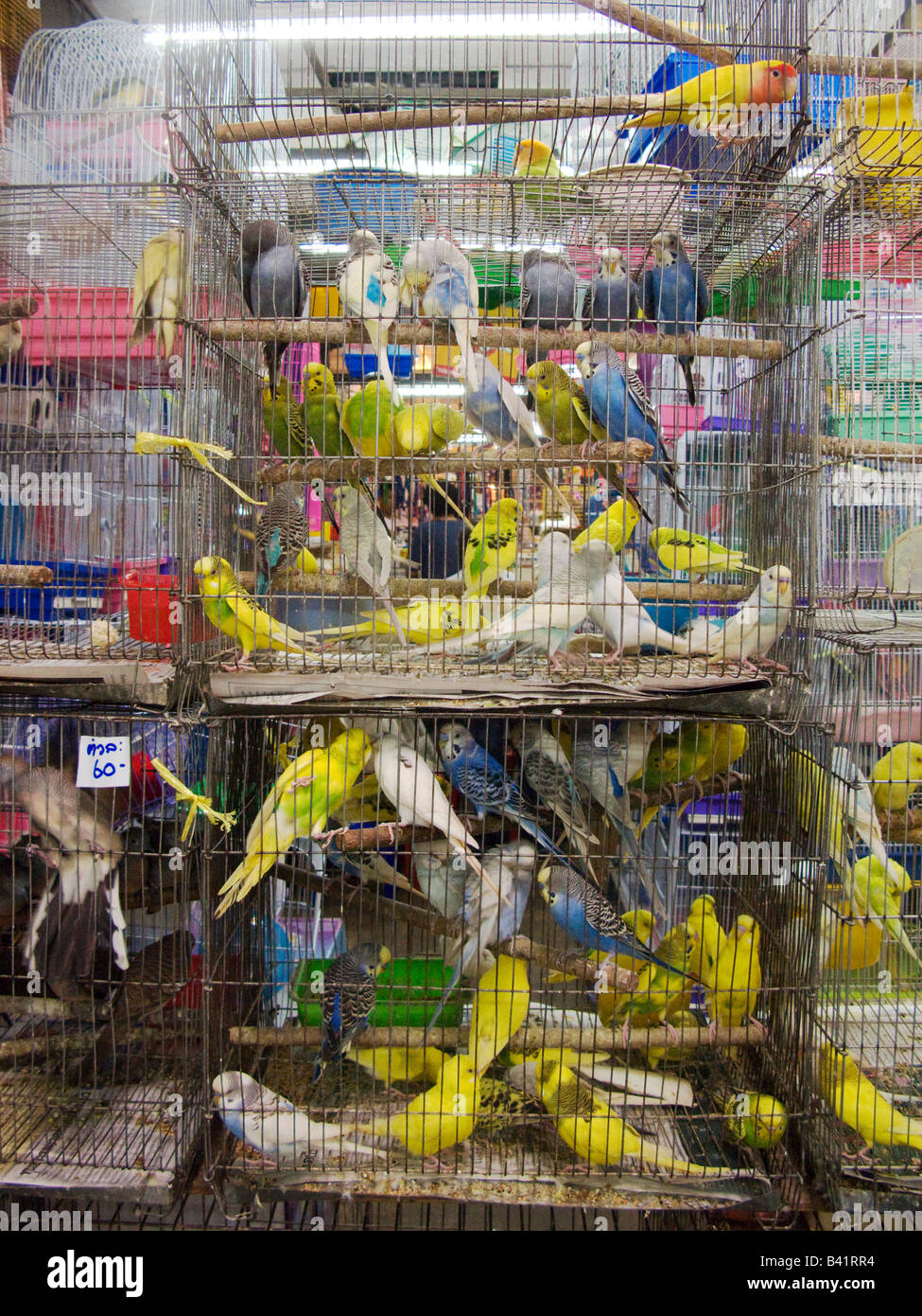 Oiseaux De Cage à Vendre Dans Le Département De Lanimal La